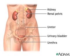 female urinary system