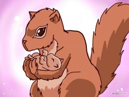 Raise a Baby Squirrel Step 1.jpg