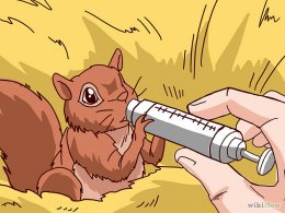 Raise a Baby Squirrel Step 5Bullet5.jpg