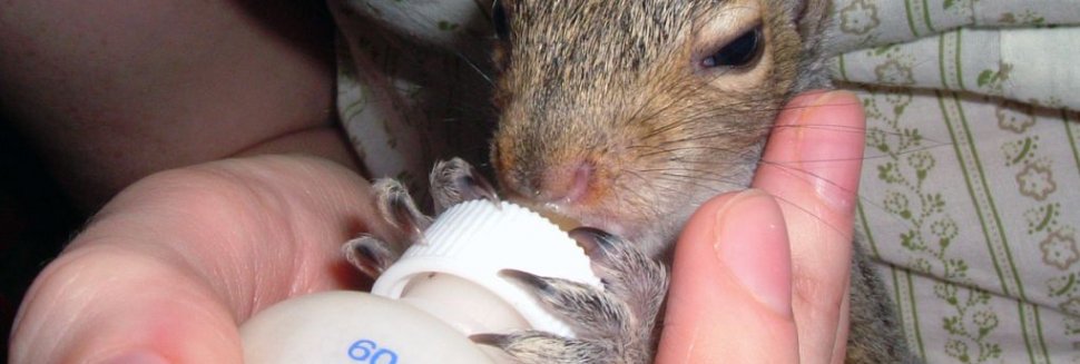 Nursing a Baby Squirrel