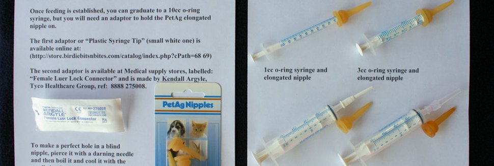 Nursing a Baby Squirrel Back to Health