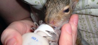 Nursing a Baby Squirrel