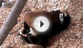 レッサーパンダ生後5ヶ月授乳~Nursing、Red Panda