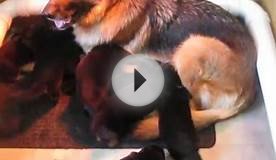 8 German Shepherd Puppies Nursing at 3 1/2 weeks old