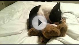 9 month old Boston Terrier nursing