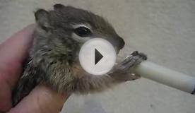 Baby California Ground Squirrel nursing, Mary Cummins