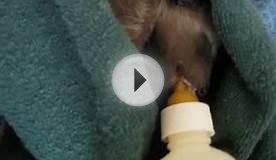 Baby Raccoon being nursed back to health