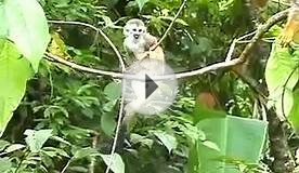Baby Squirrel Monkeys