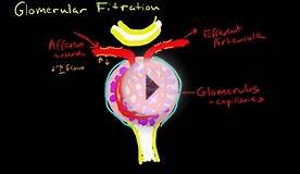 Glomerular Filtration