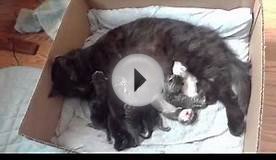 Miss Kitty and her 7 sleepy/nursing baby kittens (Day 5)