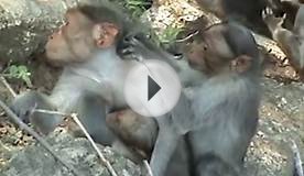 Monkey nursing its baby at Thirumoorthy Falls