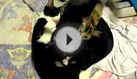 Mother Cat nurses her almost 5 month old kittens