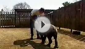 Nursing a orphaned baby rhino