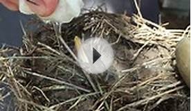 Nursing baby bird back to good health