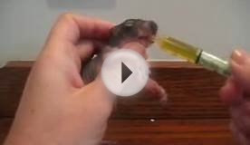 Nursing, feeding baby squirrel, wildlife rehabilitation