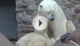 Uslada nurses 9-month-old Zabava at Leningrad Zoo, in